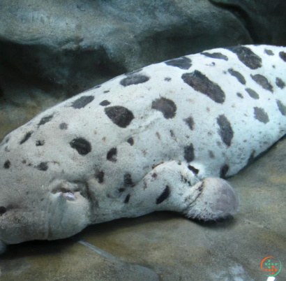 A spotted sea creature