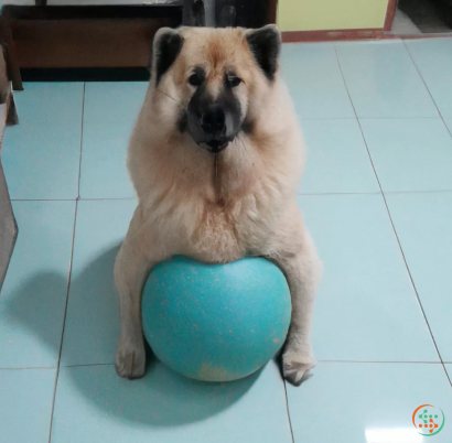 A dog sitting on a blue ball