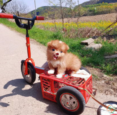 A dog on a small red tricycle