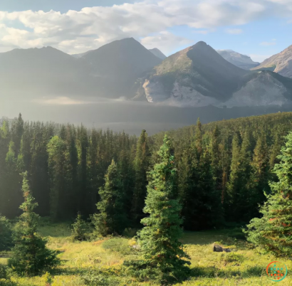 A forest of trees and mountains