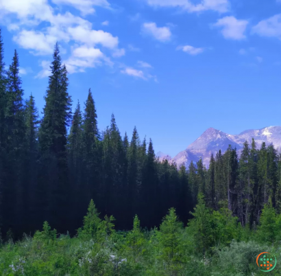 A forest of trees with mountains in the background