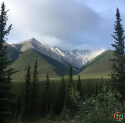 A forest of trees and mountains