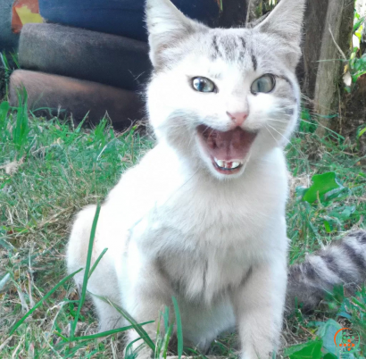 A white cat with its mouth open