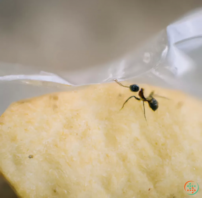 A black ant on a piece of bread