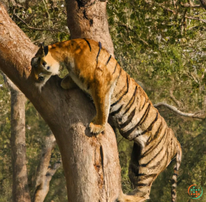 A tiger climbing a tree