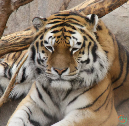 A tiger lying down