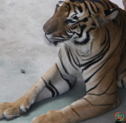 A tiger lying on the ground