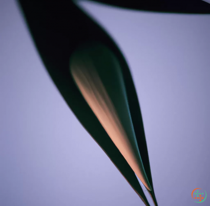 A close-up of a leaf