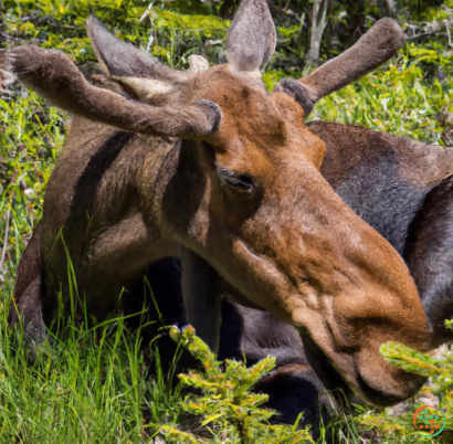 A deer eating grass