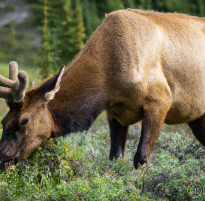 A brown animal with horns