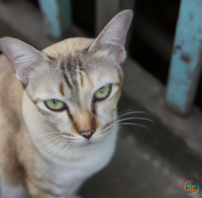 A cat lying down