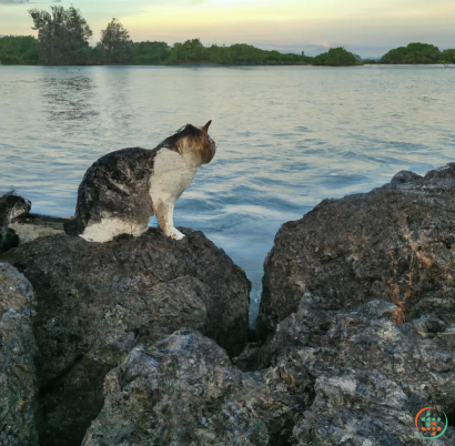 A cat standing on a rock by a body of water