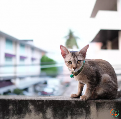 A cat sitting on a ledge