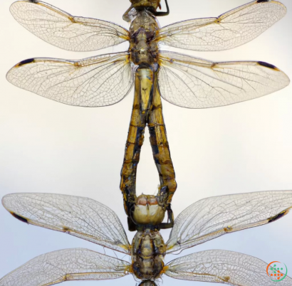 A close-up of a winged insect