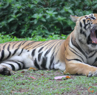 A tiger lying on grass