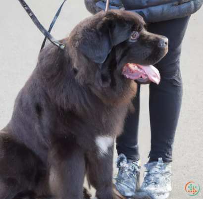 A dog on a leash