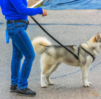 A dog on a leash being walked by a person