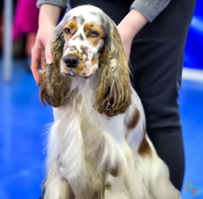 A dog with a human hand on its head