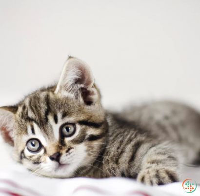 A kitten lying on a blanket