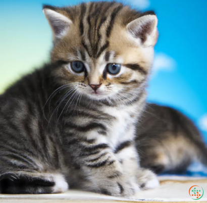 A kitten with blue eyes