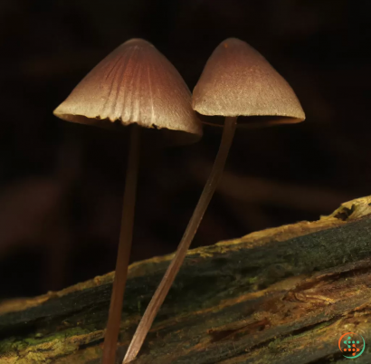 A mushroom growing out of a log