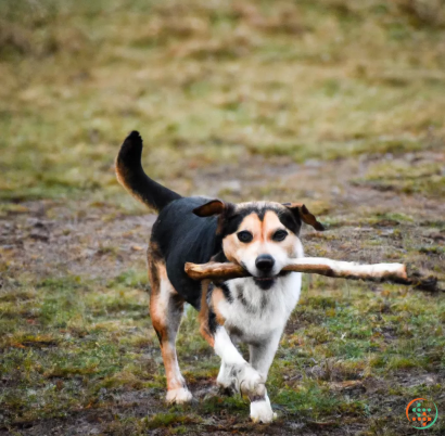 A dog carrying a stick in its mouth