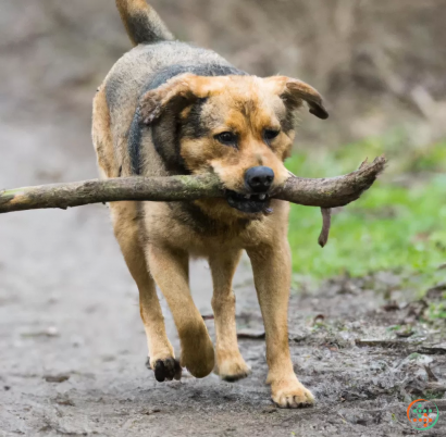 A dog holding a stick in its mouth