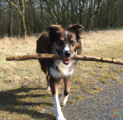 A dog holding a stick in its mouth