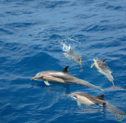 A group of dolphins swimming in the water