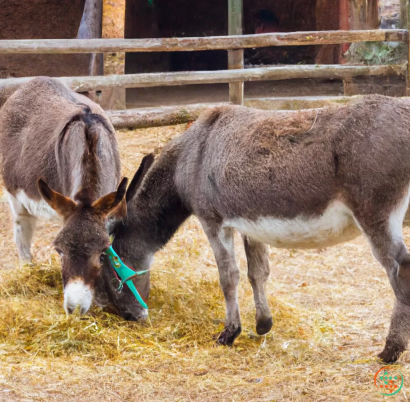 A group of donkeys eating hay