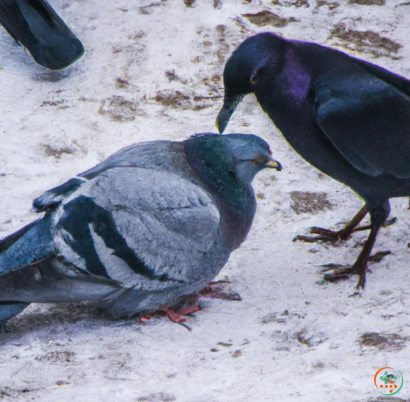 A couple of birds on the ground