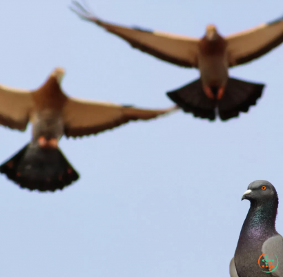 A bird flying with a pigeon below