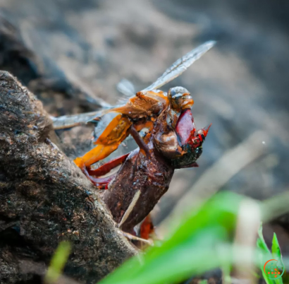 A close up of a fly