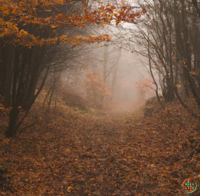 A path with orange leaves and trees