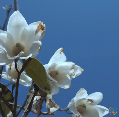 A close up of white flowers