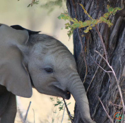 An elephant in a zoo exhibit