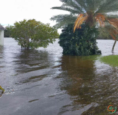 A flooded area with palm trees