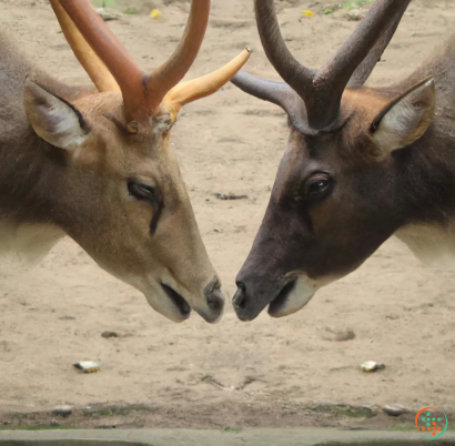 Two animals with antlers