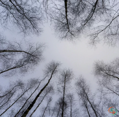 A group of trees in a foggy forest