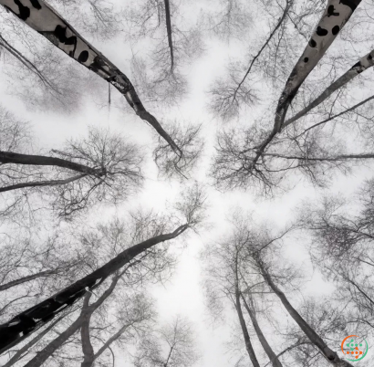 A group of trees with a sign