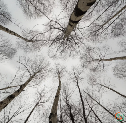 A group of trees with snow