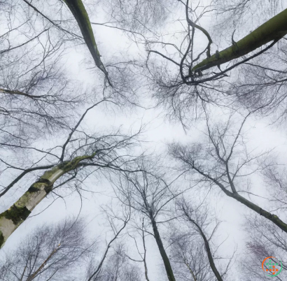 A group of trees with no leaves