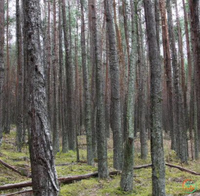 A forest of trees