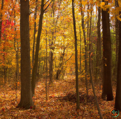 A forest with trees