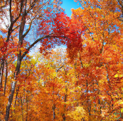 A group of trees with orange and yellow leaves