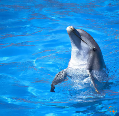 A dolphin jumping out of the water