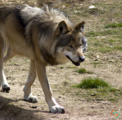 A wolf walking on a dirt path