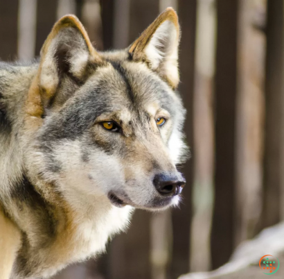 A wolf looking at the camera