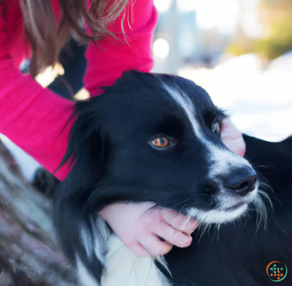 A person holding a dog