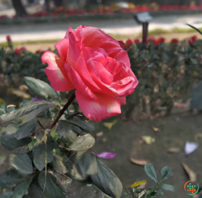 A pink rose in a garden